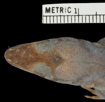 Media type: image;   Herpetology R-70791 Aspect: head dorsal